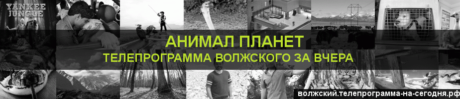 Телепрограмма за вчера канала Анимал Планет, Волжский